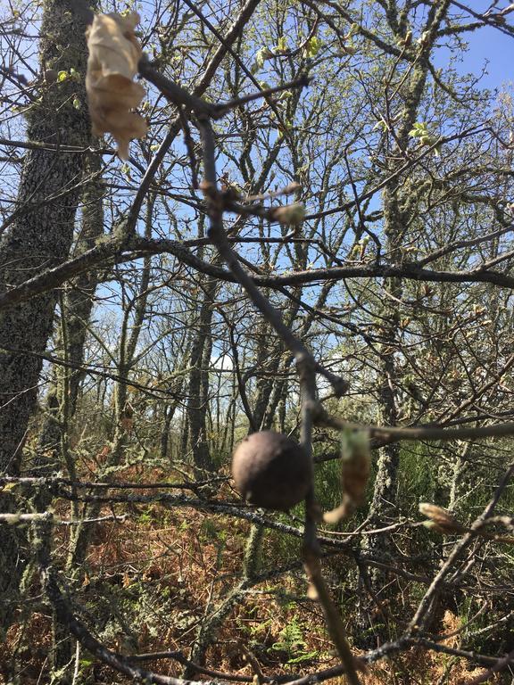Apartamentos El Capricho Águeda del Caudillo Kültér fotó